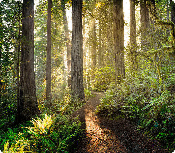 Sunlight filters through tall trees along a forest path.