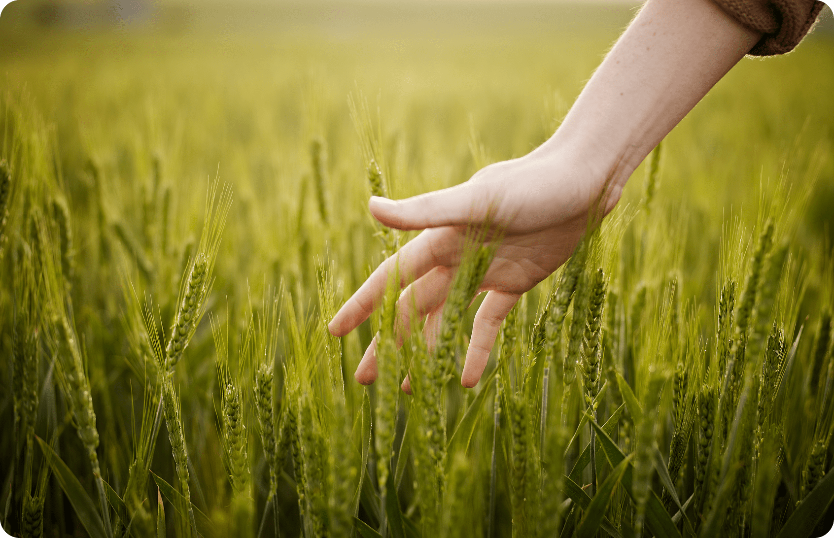 Hand gently touching green wheat in a sunny field.